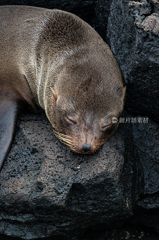 加拉帕戈斯海豹(Arctocephalus galapagoensis)是八种海豹属海豹之一，也是九种海豹亚科海豹之一。它是所有有耳海豹中最小的。它们是Galápagos群岛特有的